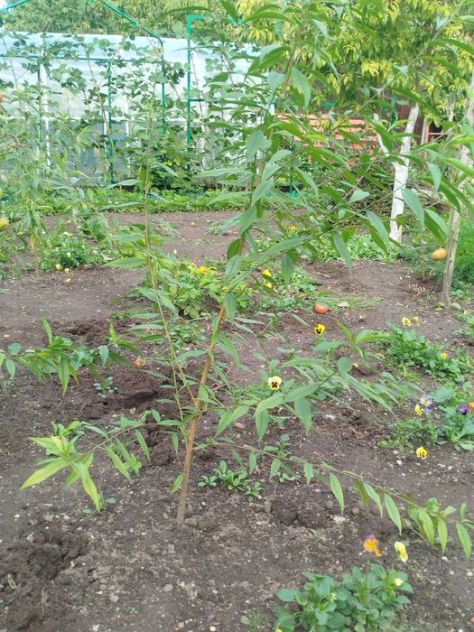 Sadzonki drzewka brzoskwini