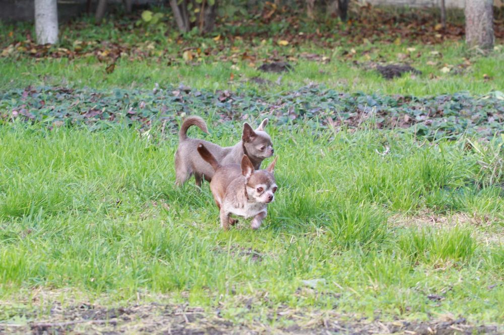 Чіхуахуа - дорослі дівчата в дбайливі руки