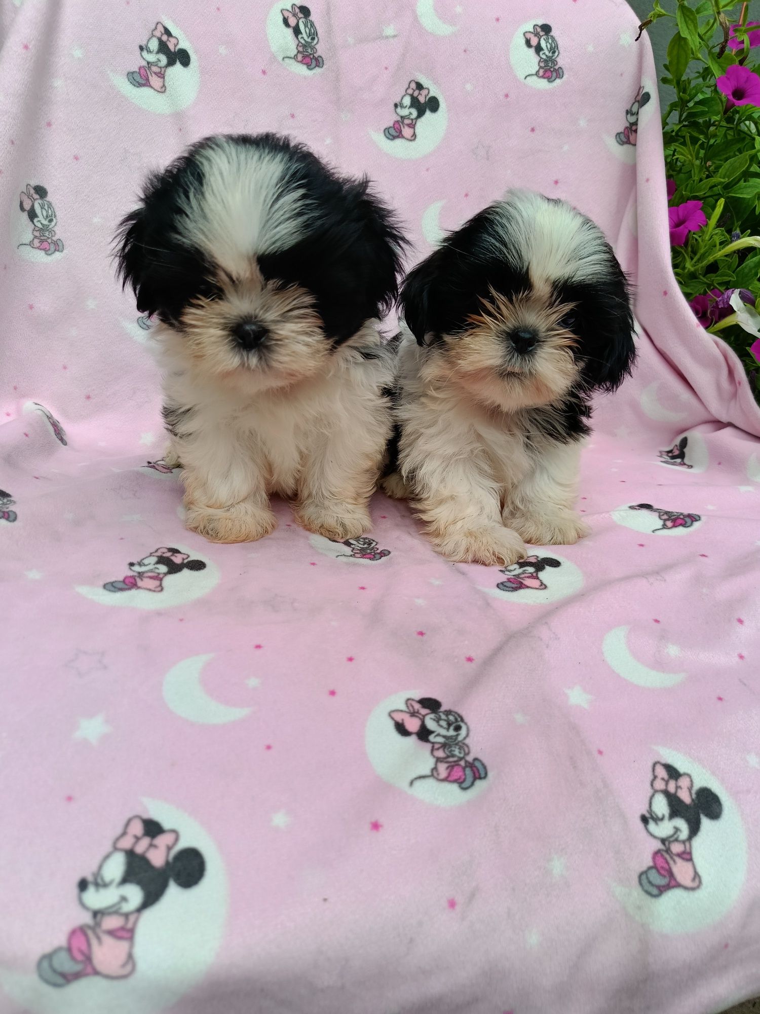 Czarno biała Suczka Shih Tzu