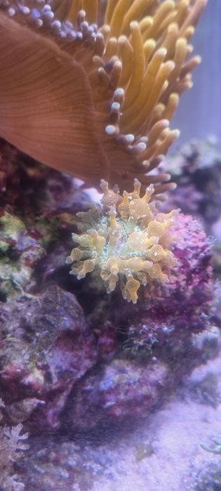 Ukwiał koralowce quardi