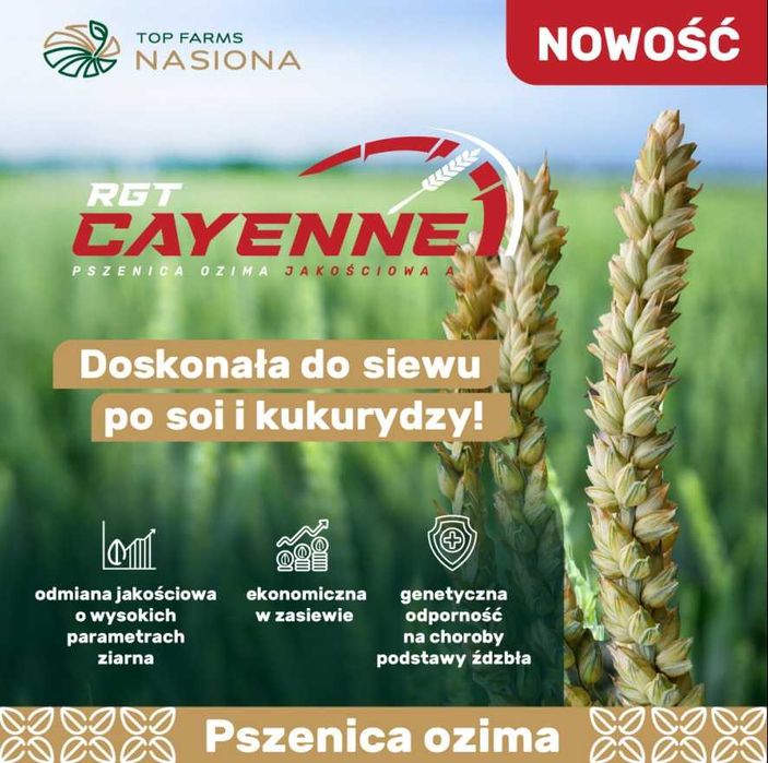 Pszenica ozima RGT Cayenne - idealna po soi i kukurydzy , Essa, Debian