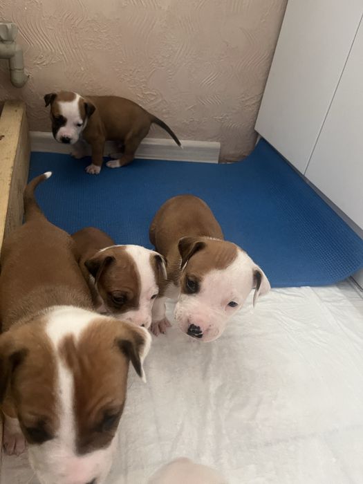 Цуценята амстаффа