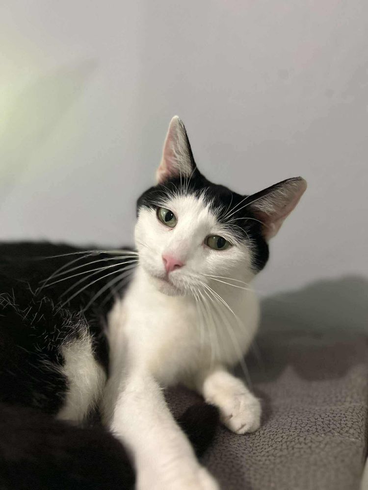 Kochana Ele poleca sie do adopcji