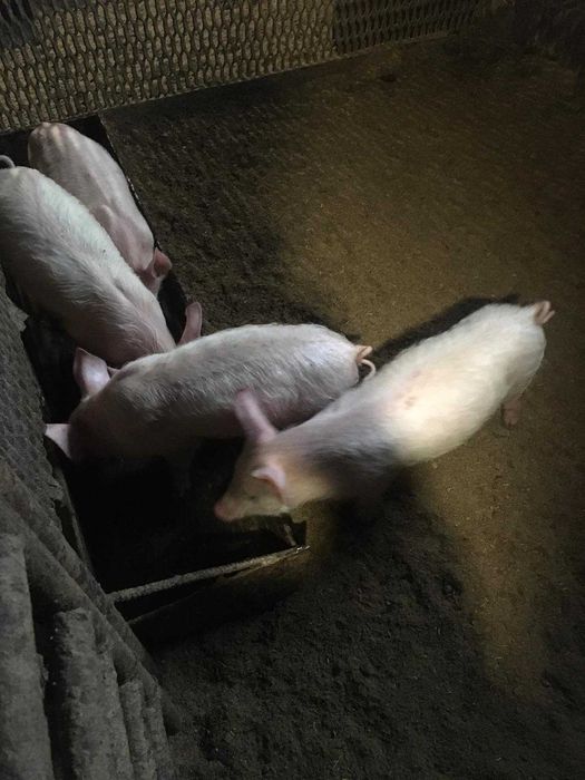 Продажа маленьких поросят