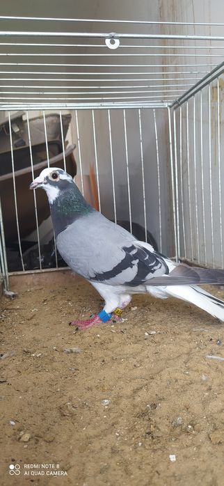 Gołąb Pocztowy Samiec