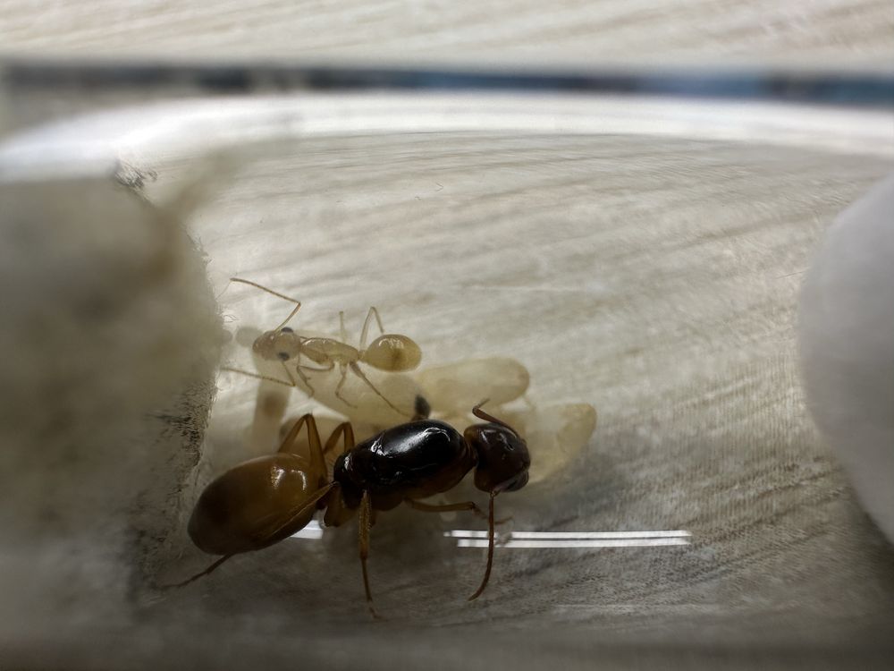 Camponotus fedtshenkoi królowa z 1-3 robotnicami