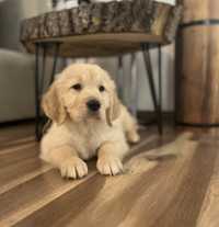 Golden Retriever / Genetyka / obroza nr 5