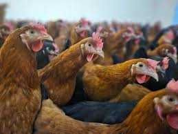 Kury Nioski ! Rosa1 Dominant ISA Leghorn Tetra Lohmann ! Zapraszam !!