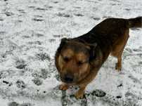 Pies szuka domu , PILNE !!!
