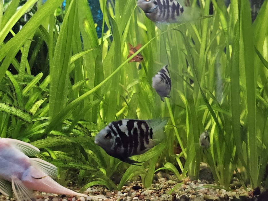 Pielegnica papuzia blue tiger młode.