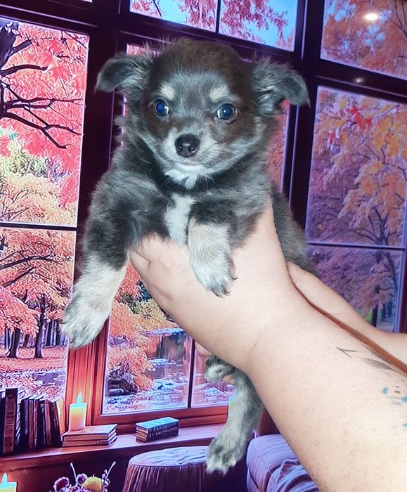 Śliczna suczka Kaja Chihuahua