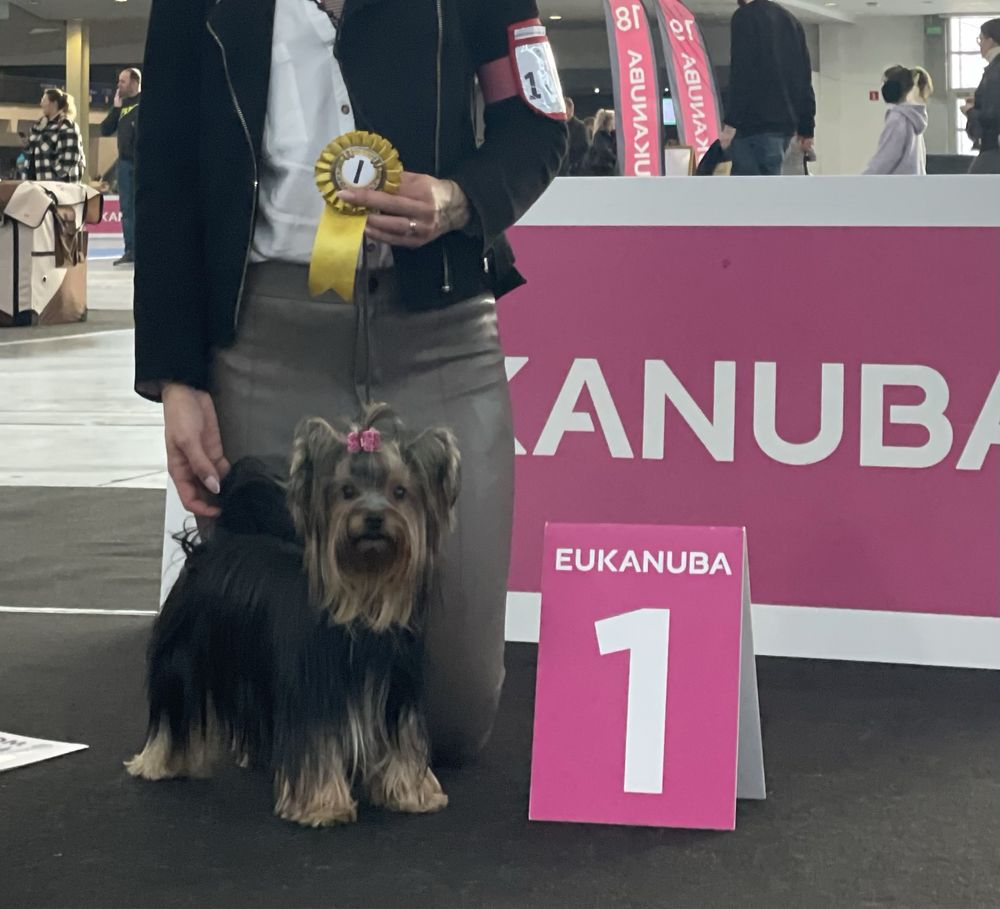 Yorkshire terrier Zkwp/FCI