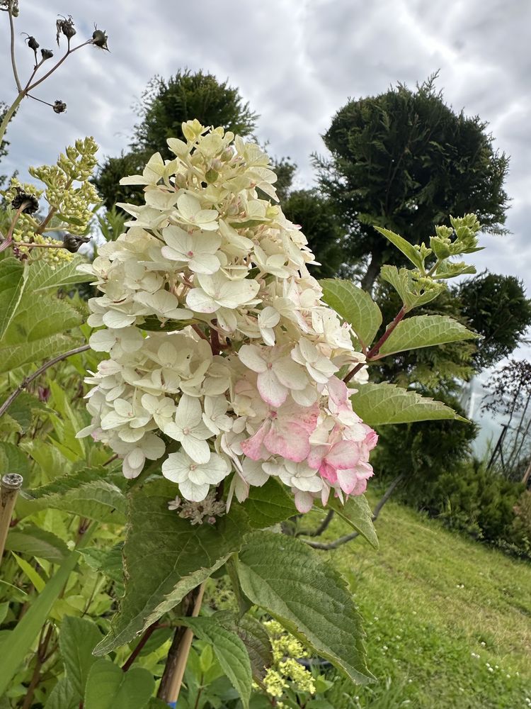 Hortensje bukietowe