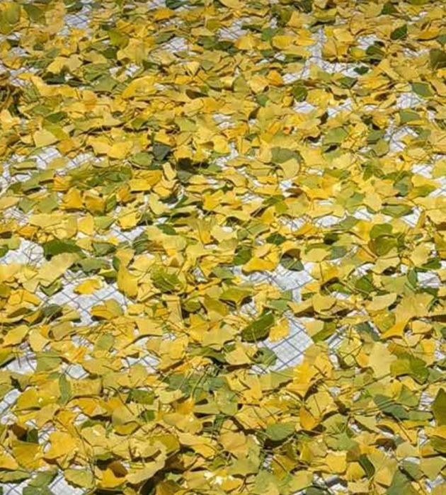 Листя Гінкго Білоба. Якісне. Відбірне. Очищене. Доступна ціна.