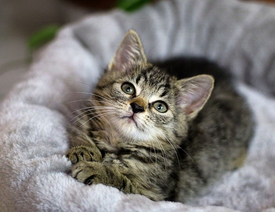 2-mies. puchata Lusia szuka domu