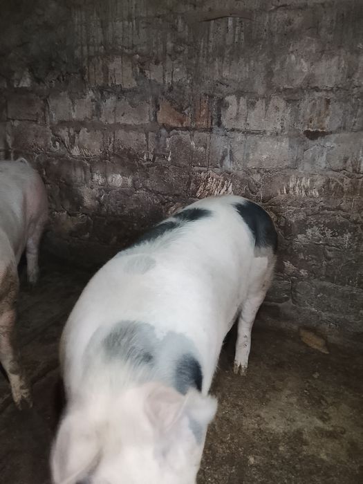 Продаются свині живою вагою 150-170 кг