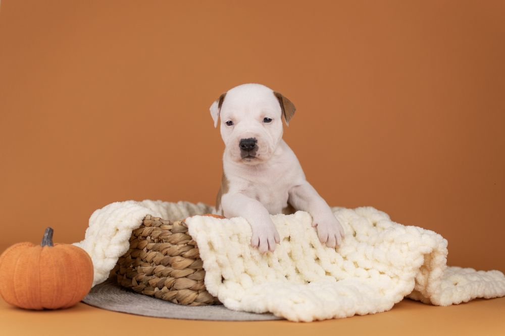 Шикарные мальчики породы Американский стаффордширский терьер