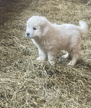 Owczarek Podhalański piesek