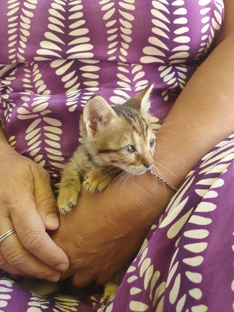 Dou gatinhos bebes