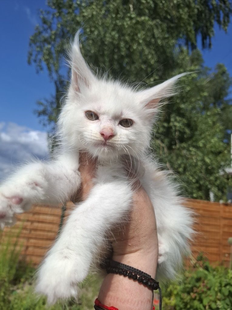 Kocurek Maine Coon z efektem merle