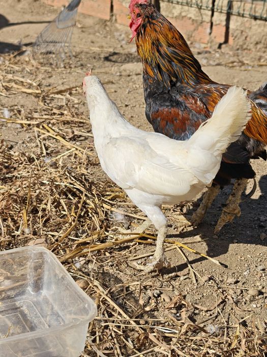 Casal de garnizos pequenos