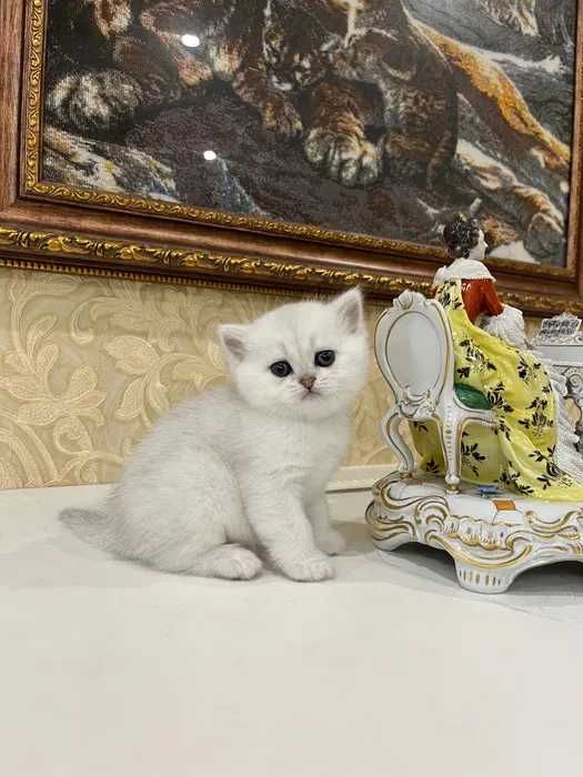 Вязка кот. Вязка серебристая шиншилла. Вислоухий шотландец скотиш фолд