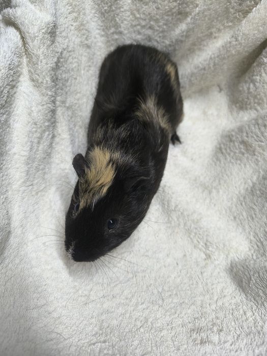 Świnki morskie -kawia domowa