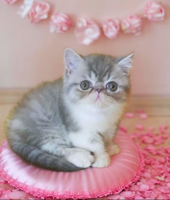 Котик Экзот, экзоты, экзотическая короткошерстная, котята