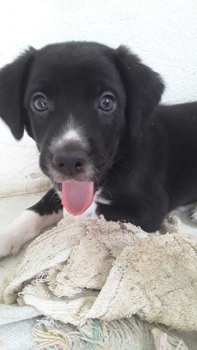 Cuido e passeio com cães de pequeno e médio porte