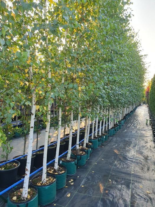 Drzewa alejowe lipa, klon, brzoza, katalpa, głóg, akacja, grab i inne