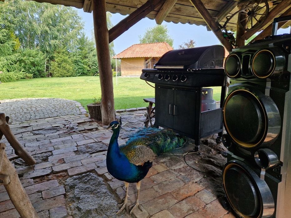 Pokoje, noclegi Ostróda 5km możliwość wynajęcia dla firm od 70 zł. os.