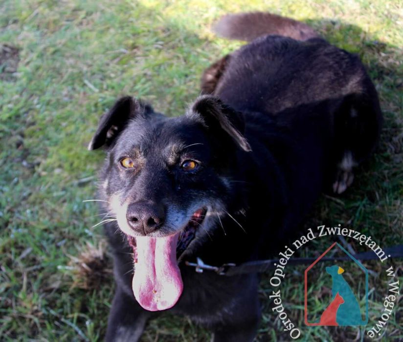 Bardzo przyjazny piesek Doner długo jest w schronisku! Adoptuj!