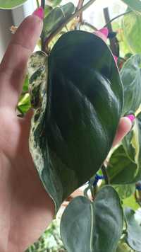 Philodendron Hederaceum Oxycardium Variegata cięty węzeł