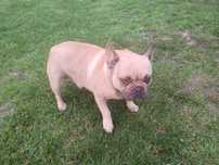 Buldog francuski panna