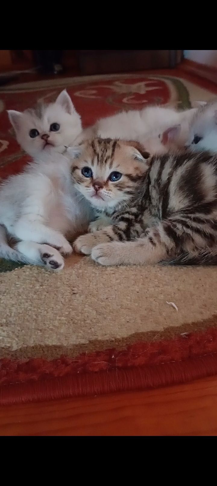 Скотіш фолд хлопчик таббі