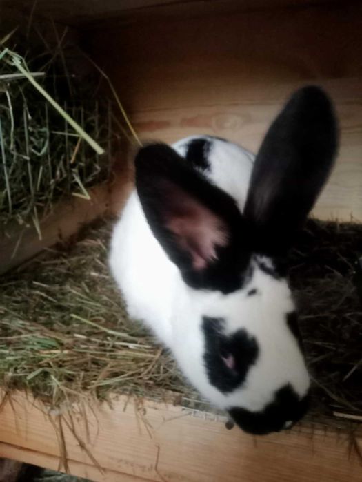 Królik Srokacz Niemiecki