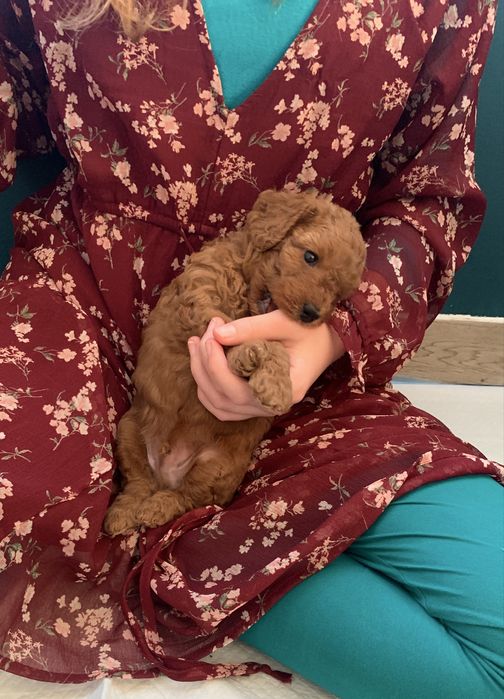 Pudel miniaturowy red piesek Fineasz