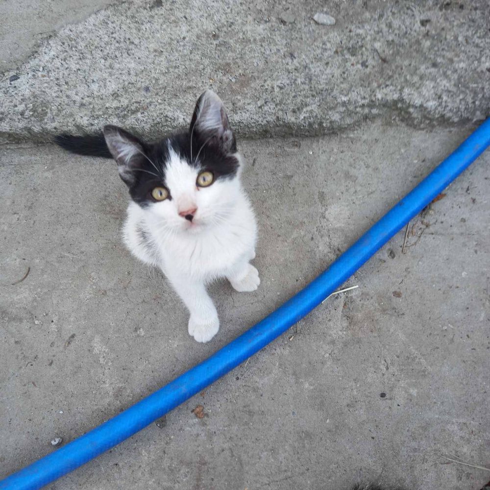 Бесплатно отдам котят
