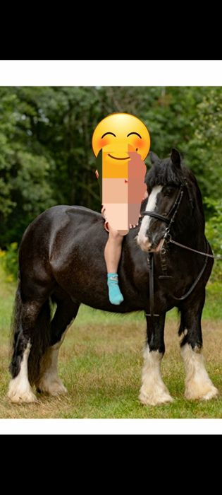 Walaszek do dzierżawy