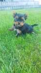 Yorkshire terrier miniaturka xxs
