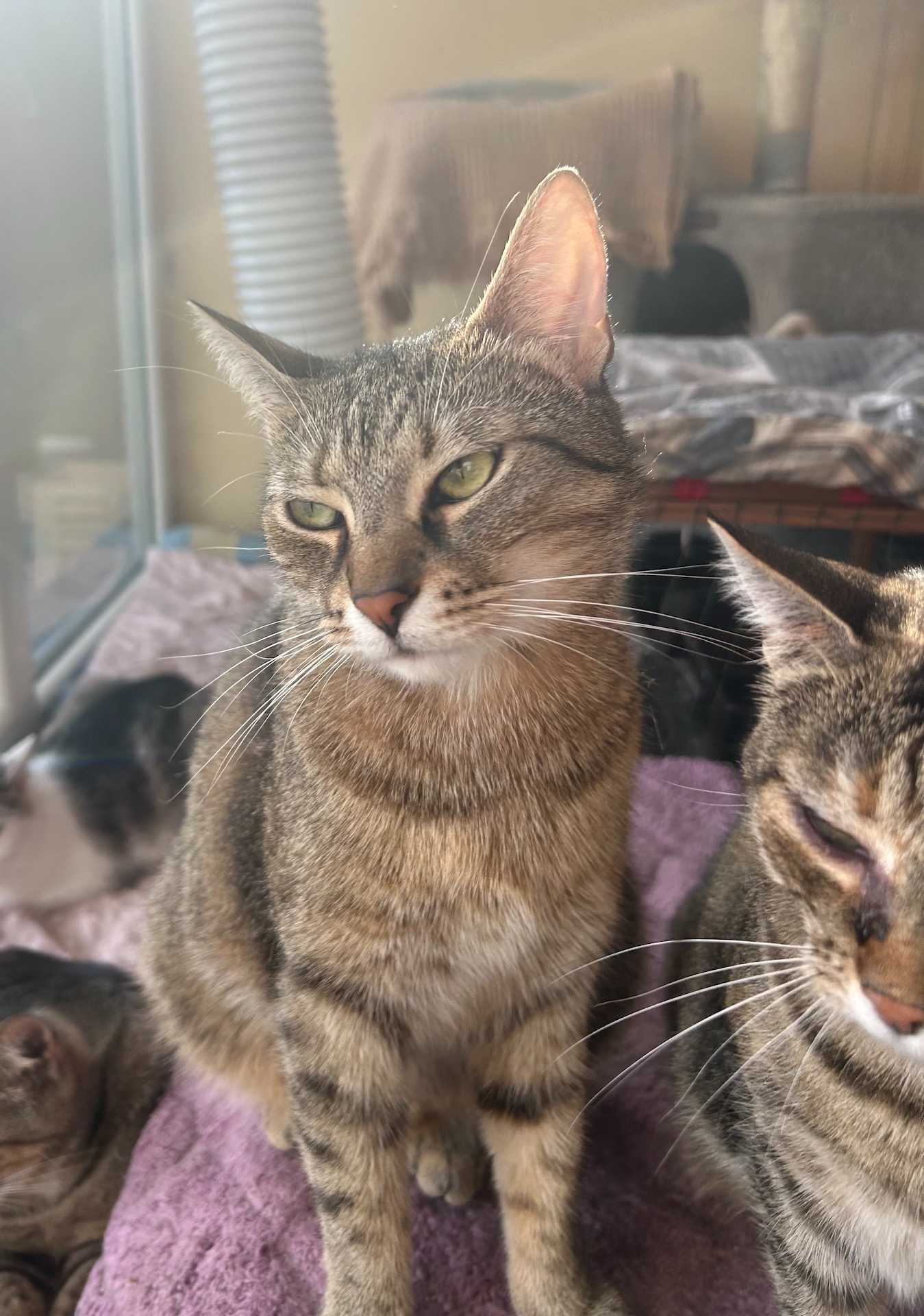 kot BARI poleca sie do adopcji