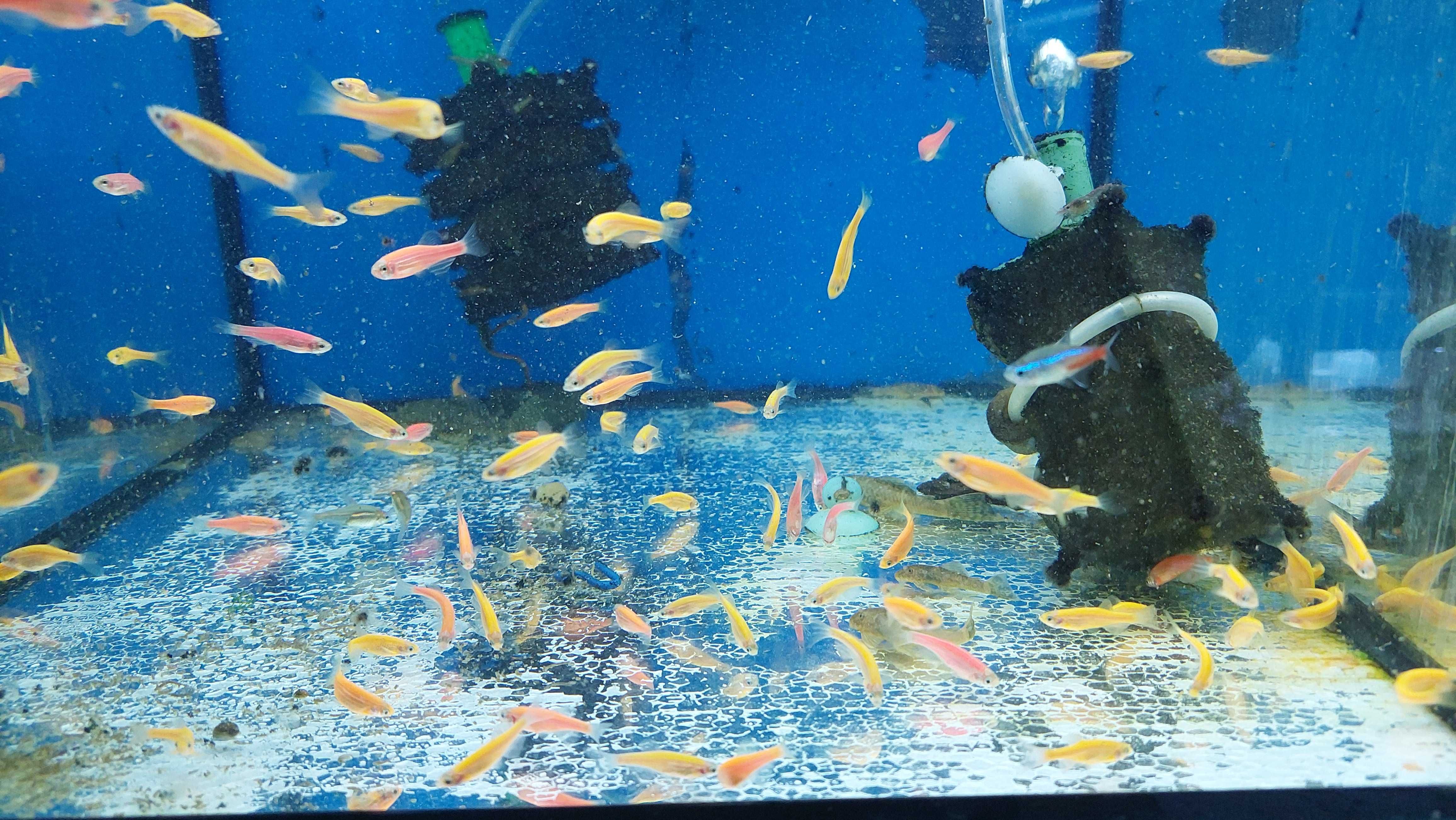 Danio kolor (Danio rerio) różne odmiany barwne WYSYŁKA AKWAWIN
