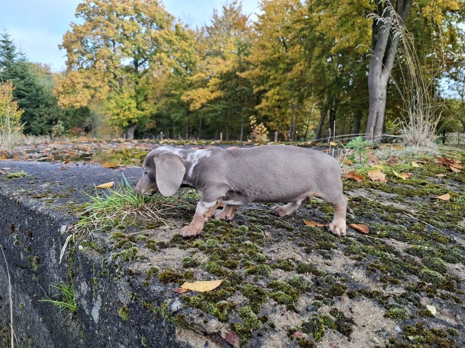 jamnik blue merlle piesek