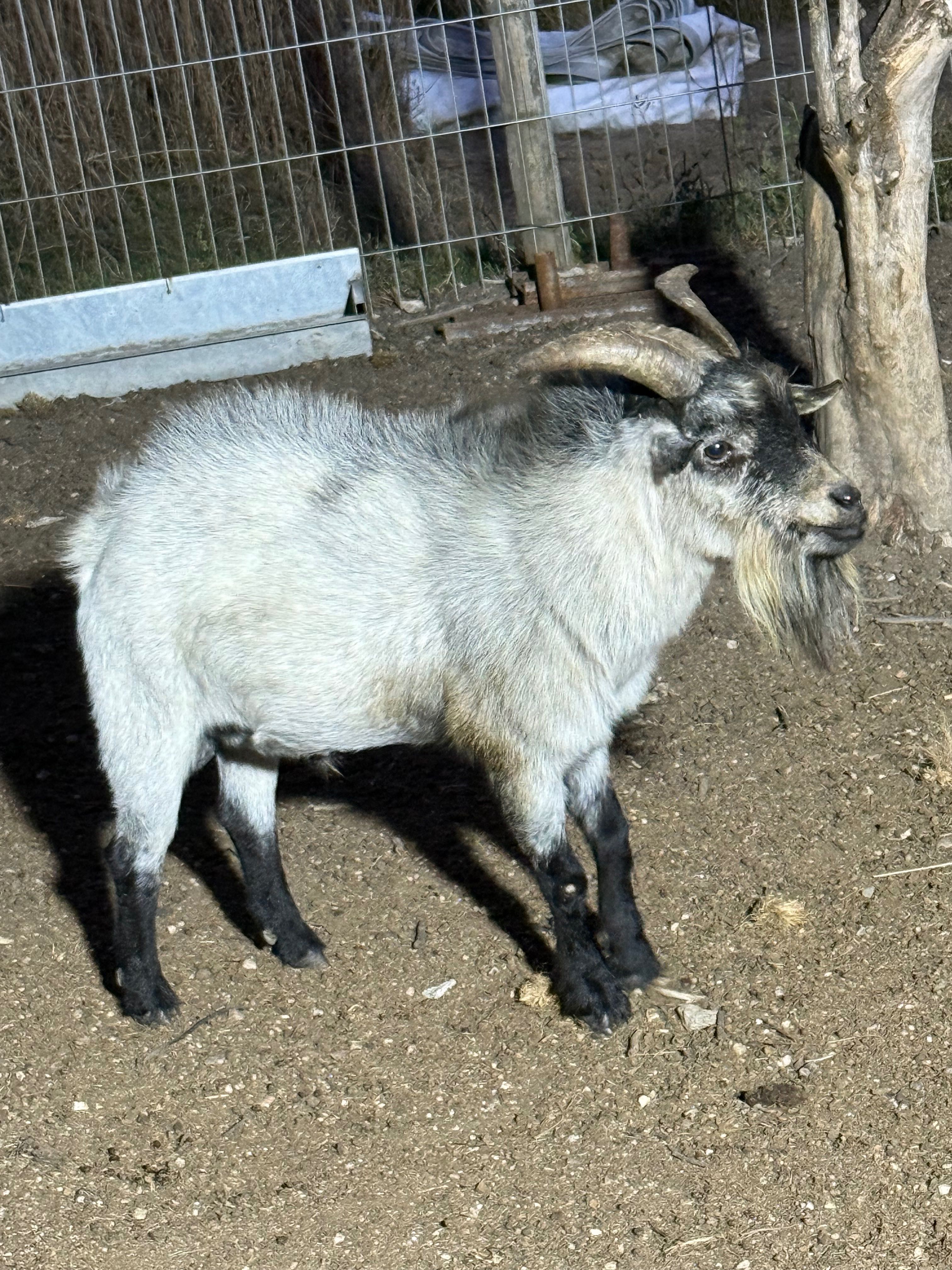 Cabrito anão muito bonito
