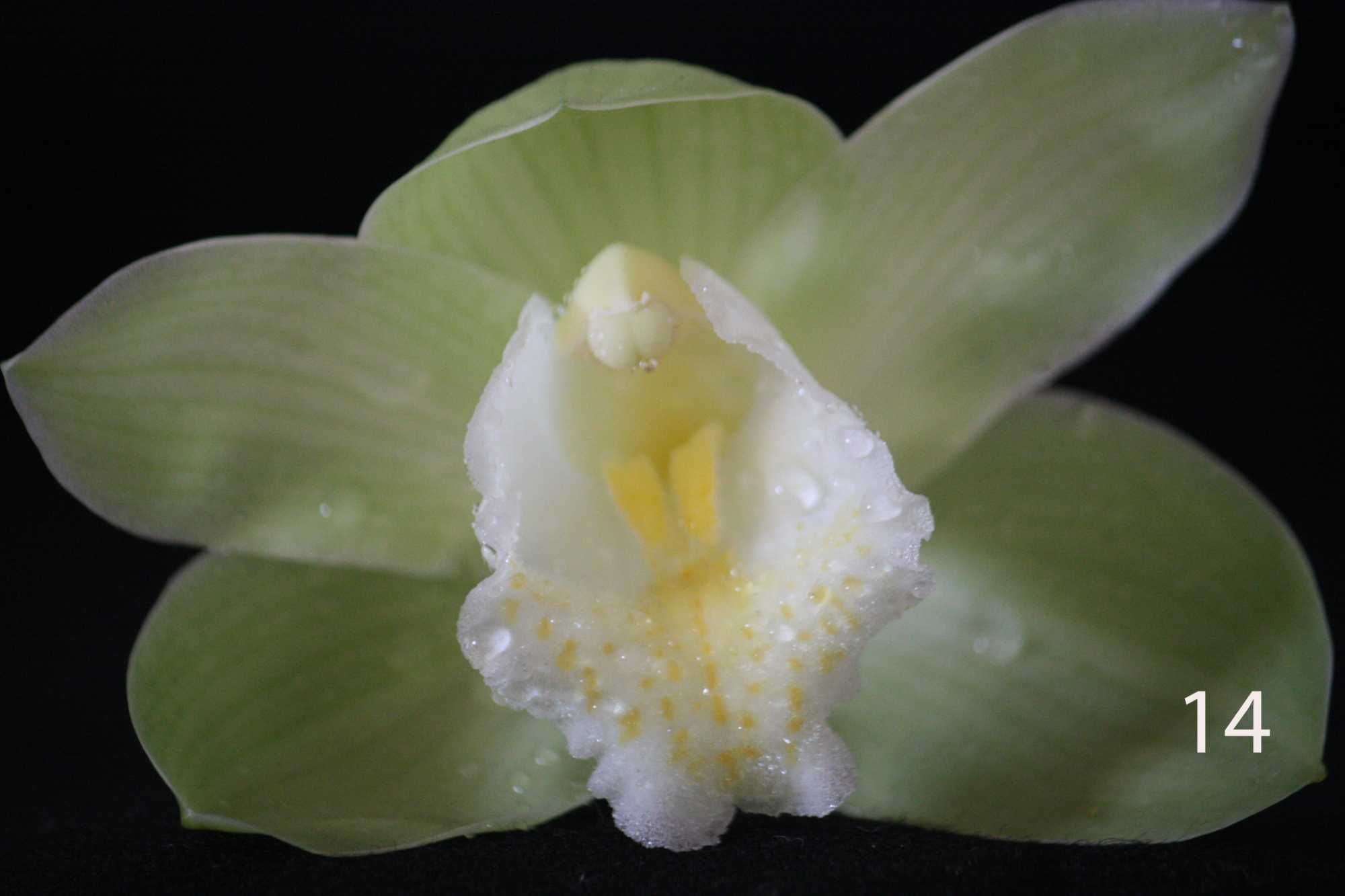 Orquideas-Bolbos de Orquidias Naturais