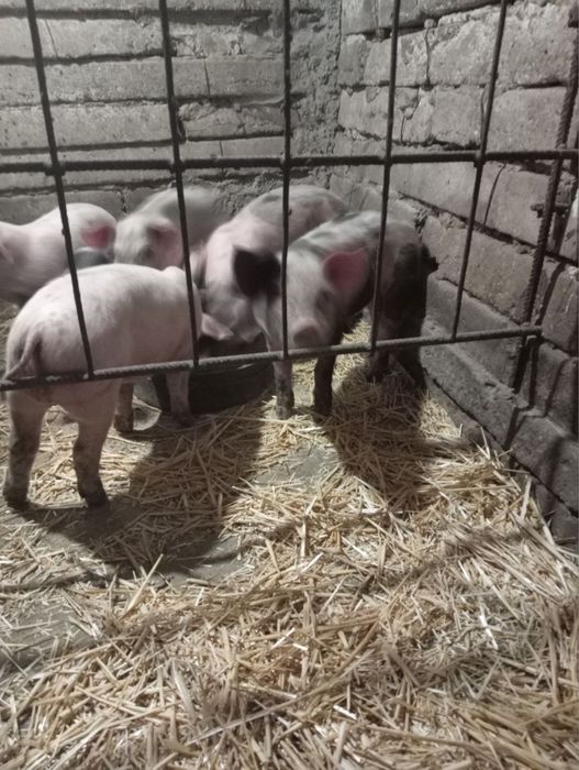 Продам поросят с. Вигон