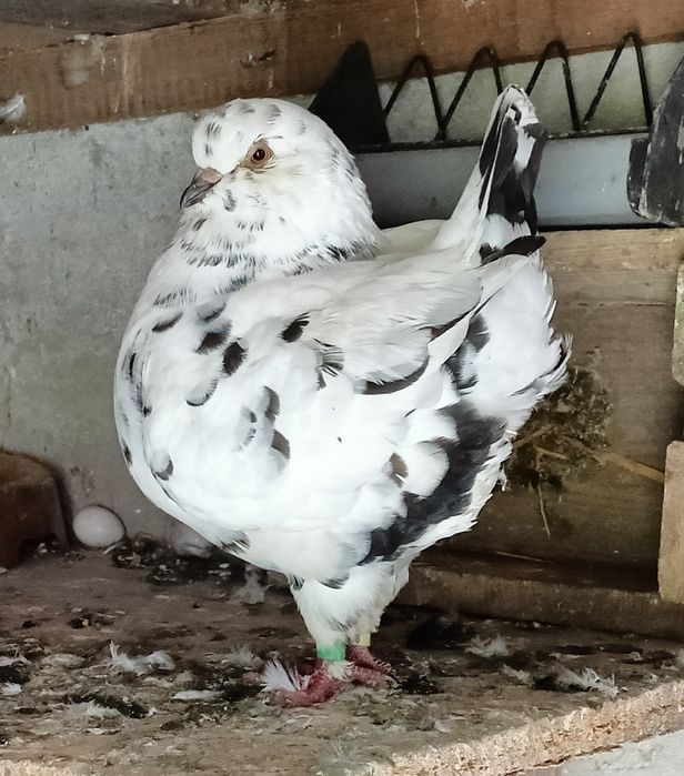 Gołębie Kingi sprzedam