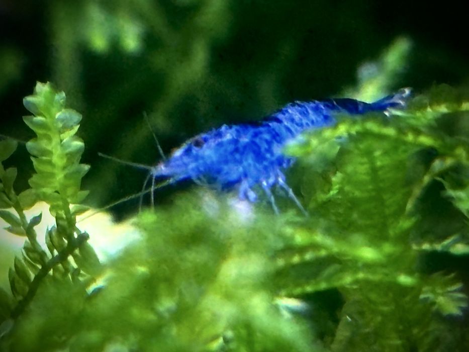 Camarões em São Marcos