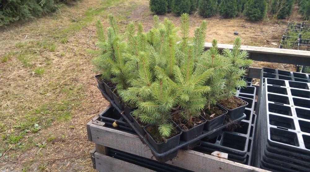 Świerk Srebrny Picea pungens 'Kaibab' wys. 15-20cm