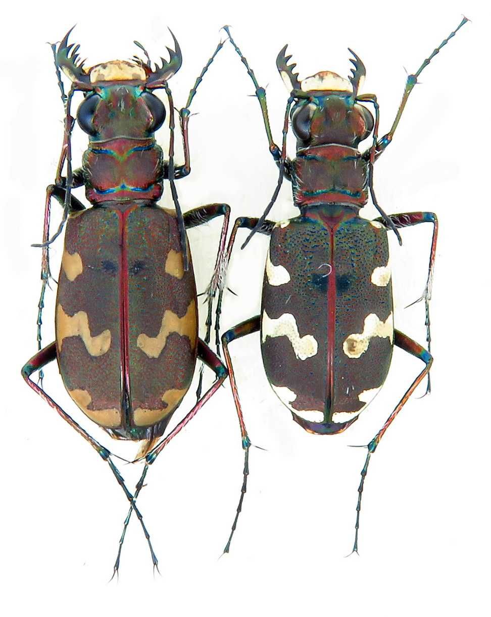 скакун Cicindela коллекция насекомые комахи, жуки, ентомология наука
